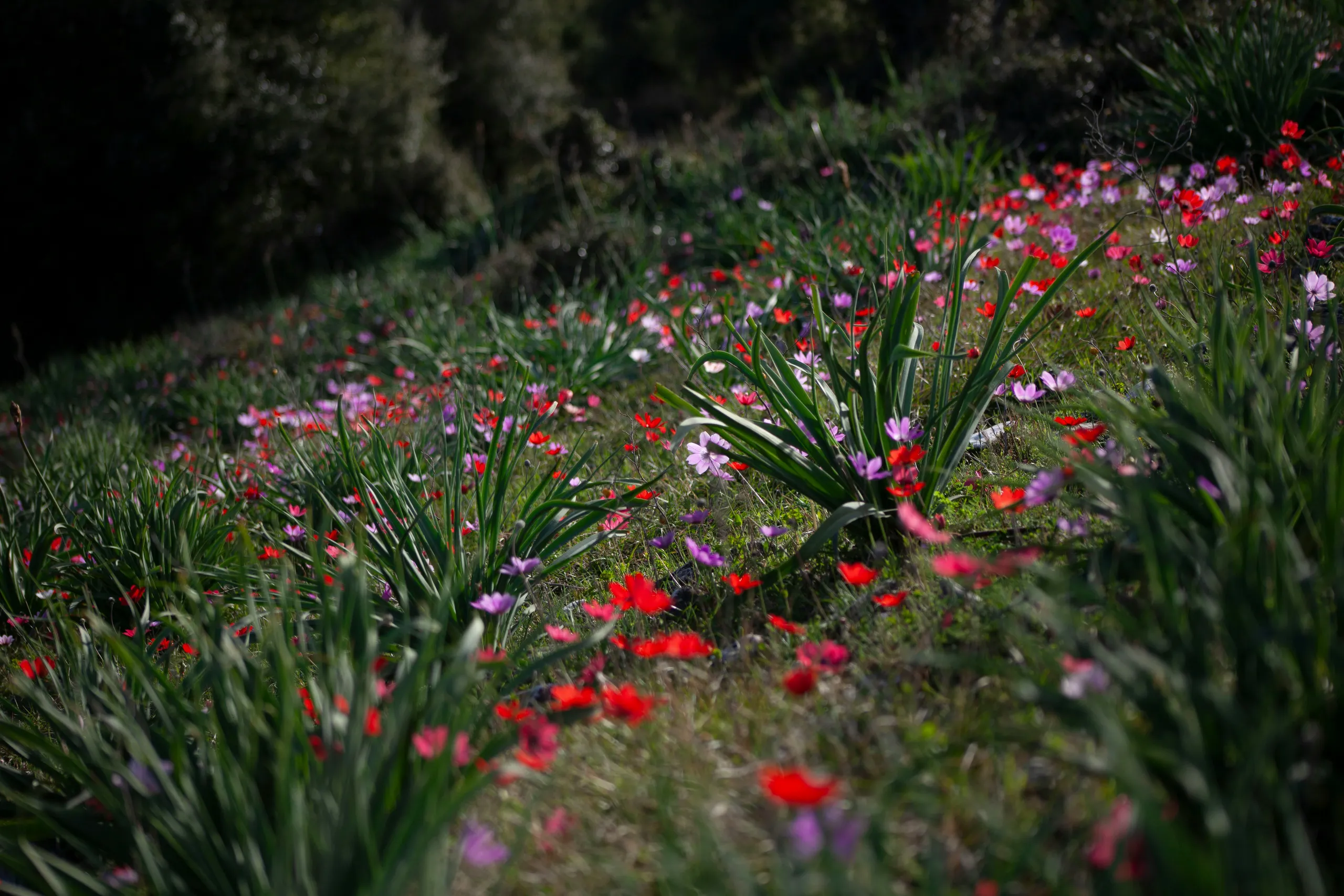 Pradera llena de flores rojas y moradas entre las hierbas