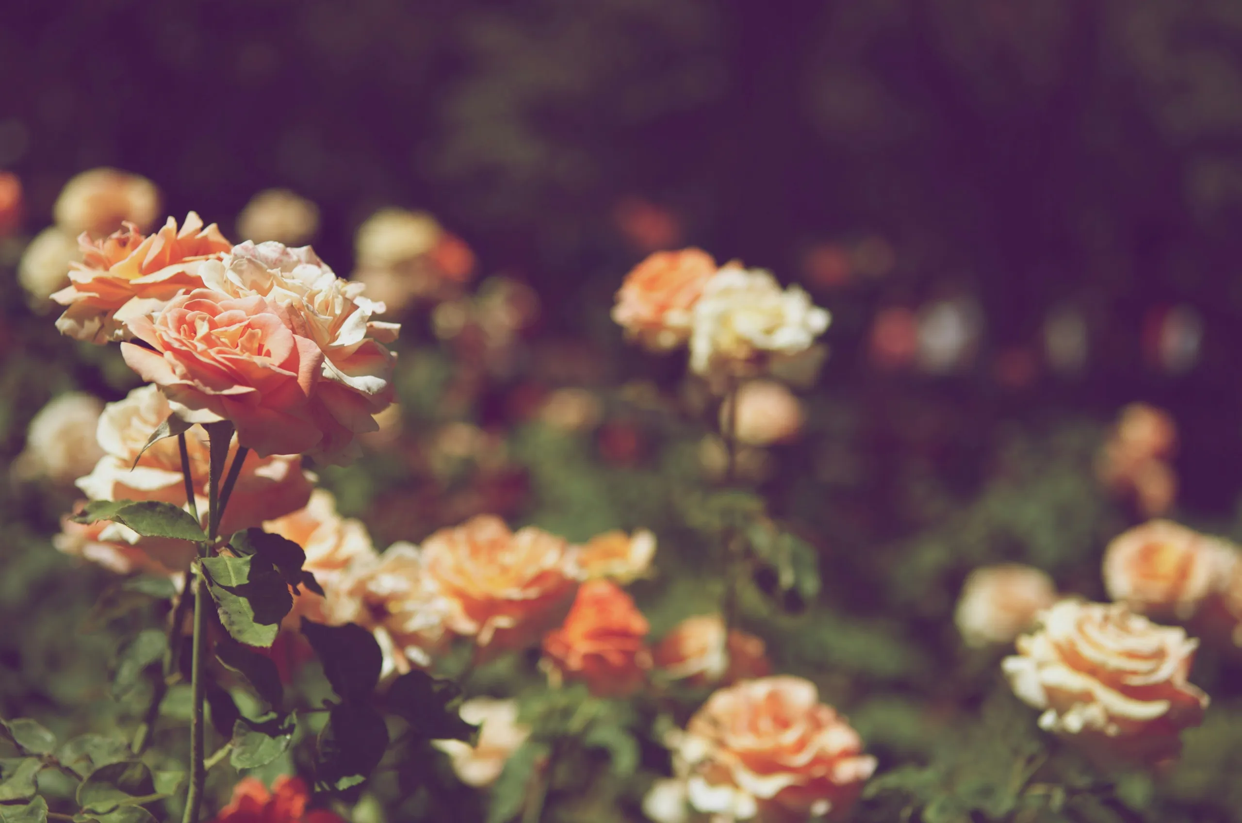 Parterre lleno de rosas naranjas y melocotón en flor