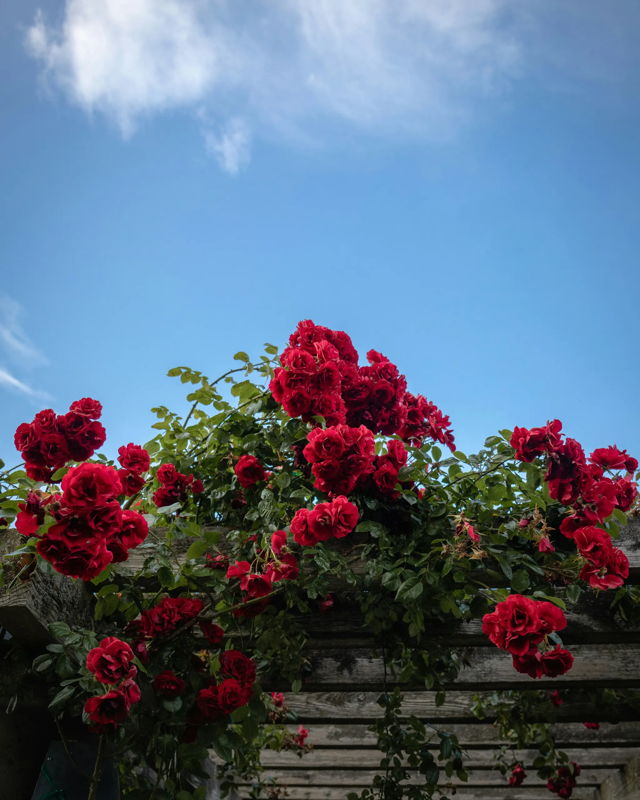 Jardín romántico de estilo inglés en pleno esplendor veraniego