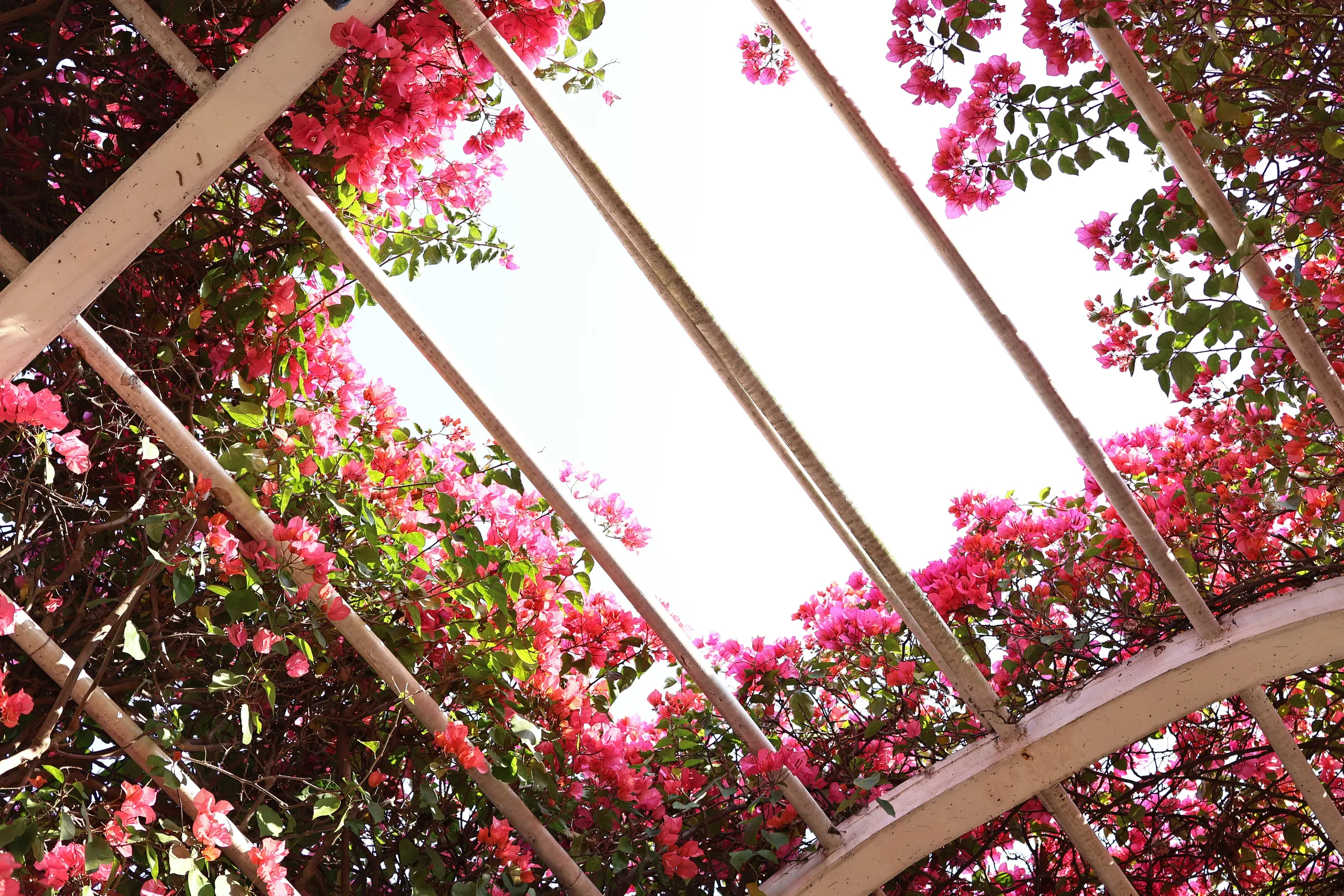 Rosas trepadoras que envuelven la estructura de una pérgola, flores rosas sobre el cielo